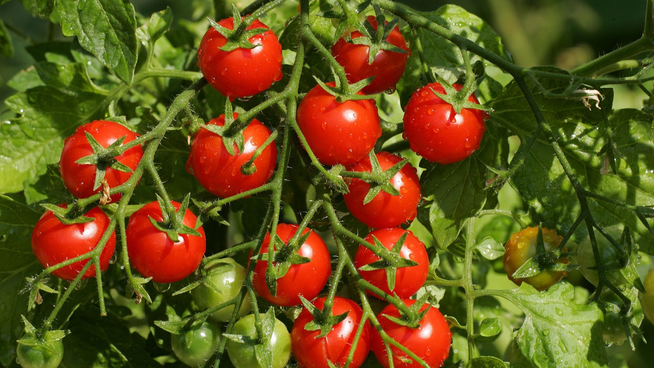 Tomaten
