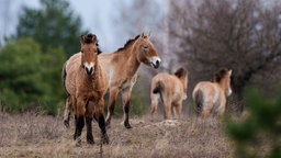 Wilde Przewalski-Pferde grasen in einem Wald innerhalb der Sperrzone von Tschernobyl
