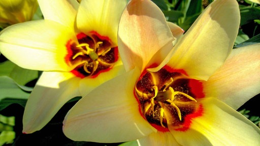 Gelbe Tulpen