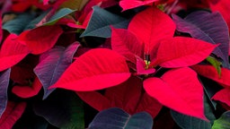 Nahaufnahme der Blüten leuchtend-roter Weihnachtssterne.