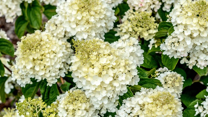 Nahaufnahme von üppigen Blüten der Rispenhortensie. 