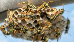 Wespen beginnen mit dem Bau eines Nestes. 