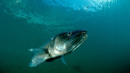 Ein Zander schwimmt im Wasser