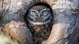 Steinkauz (Athene noctua) schaut aus Baumhöhle