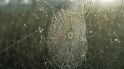 Spinnennetz