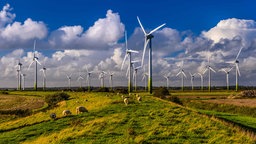 Windpark in der Natur, davor in der Landschaft grasen Schafe