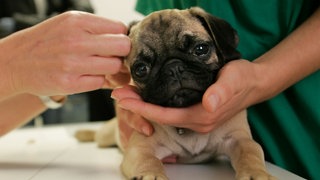 Ein Mops wird beim Tierarzt behandelt.