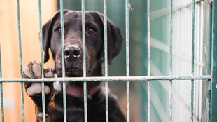 Ein Hund blickt durch Gitterstäbe in einem Tierheim