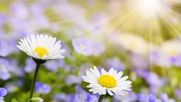 Bunte Blumenwiese im Frühling und Sonnenstrahlen.