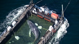 Der Wal liegt in einem gefluteten Lastschiff kurz vor der dänischen Grenze, 29.04.2026. 