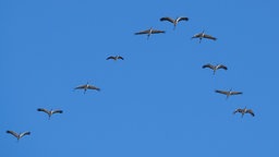 Zugvögel (Kraniche und eine Blässgans) fliegen in V-Formation in blauem Himmel