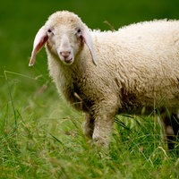 Schaf auf einer Wiese