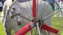 CHIO: Ein Pferd kühlt sich mit Freude und offenem Maul an einem Ventilator auf dem Abreiteplatz ab.