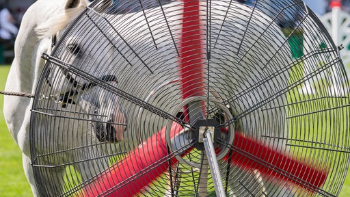CHIO: Ein Pferd kühlt sich mit Freude und offenem Maul an einem Ventilator auf dem Abreiteplatz ab.