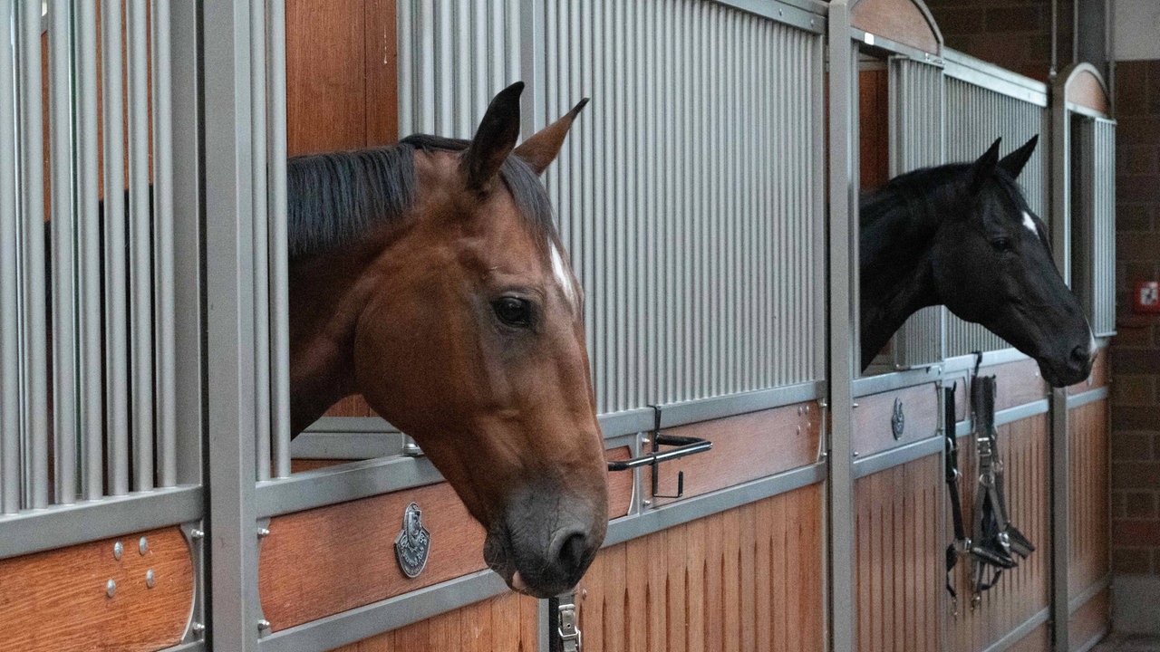 Pferde schauen aus ihren Boxen