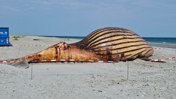 Toter Wal am Strand