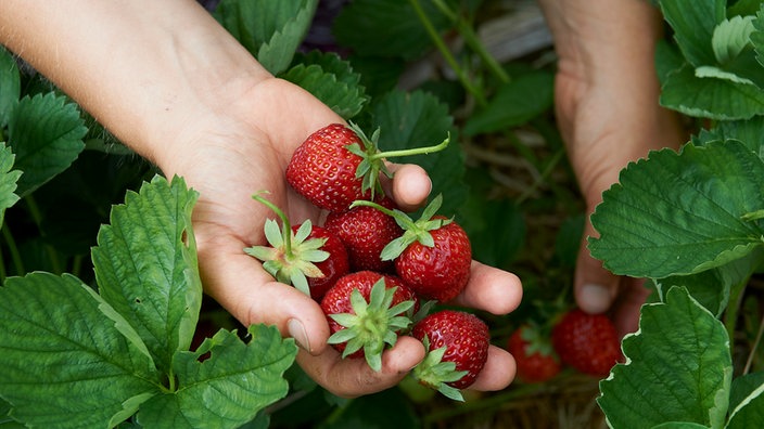 Jenny Slupkowski hält Erdbeeren in der Hand. 