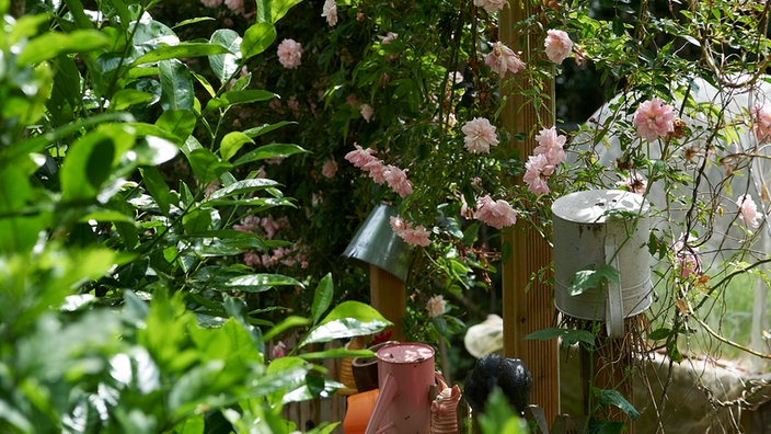 Jenny Slupkowskis Garten mit rosa Rosen.