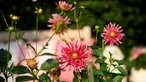 Dahlienblüte