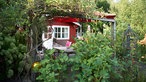 Blick durch Pflanzen auf rotes Gartenhaus