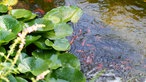 Goldfische im Teich