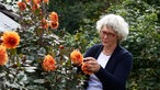 Ute Brehm an einem Strauch Dahlien.