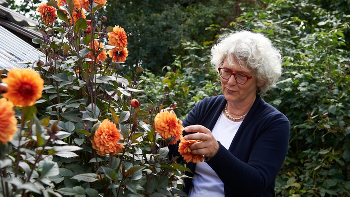 Ute Brehm an einem Strauch Dahlien.