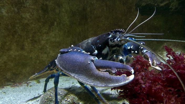 Ein Hummer im Aquarium