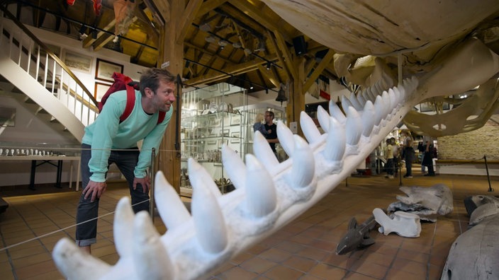 Daniel Aßmann steht vor einem Walskelett im Heimatmuseum Borkum
