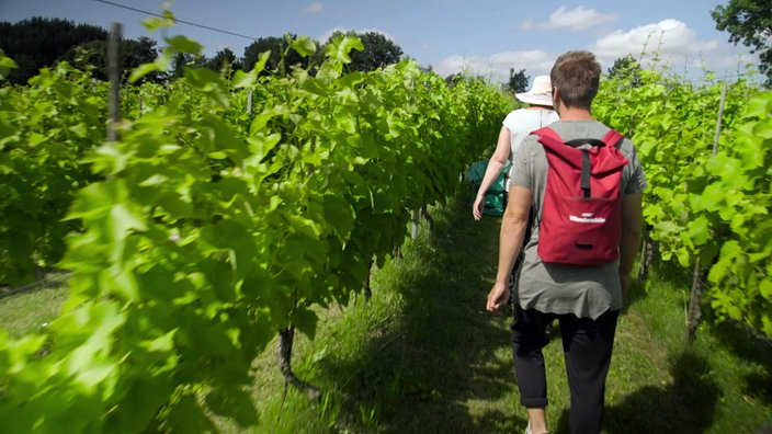 Daniel Aßmann läuft zwischen den Weinreben durch