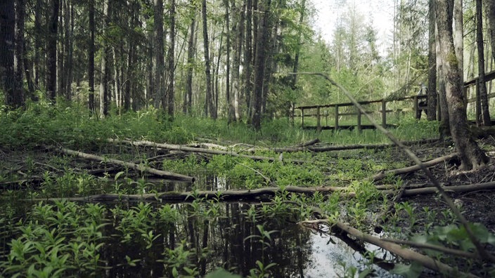 Bewaldetes Sumpfgebiet mit einer Holzbrücke