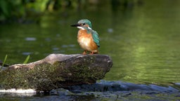 Ein blau-oranger Eisvogel steht auf einem Baumstumpf im Bachbett