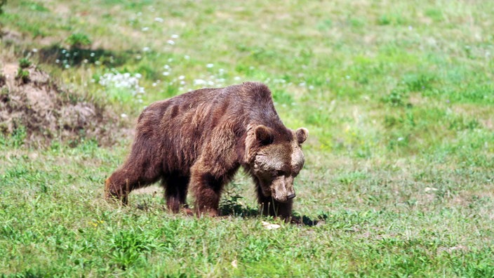 Ein Braunbär auf einer Wiese