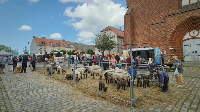 Gehege mit Schafen auf einem Marktplatz