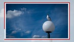 Eine Möwe sitzt auf einer Kugellampe, im Hintergrund blauer Himmel