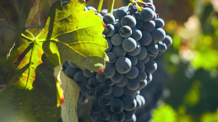 Rote Weintraube - das Douro-Tal ist für seinen Weinanbau bekannt