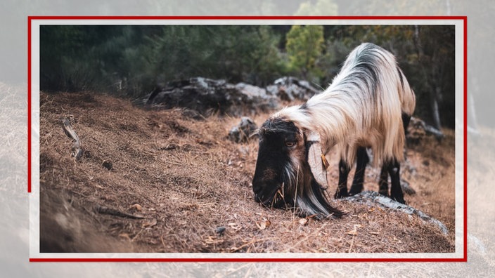  Eine Ziege im Geopark Arouca