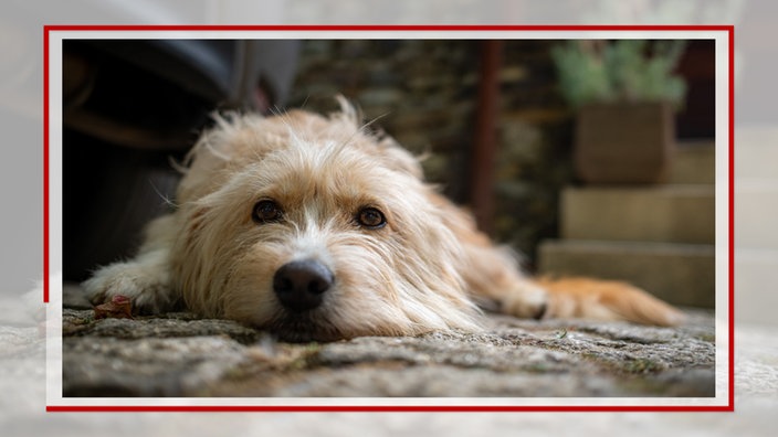 Weißer Hund liegt auf dem Boden
