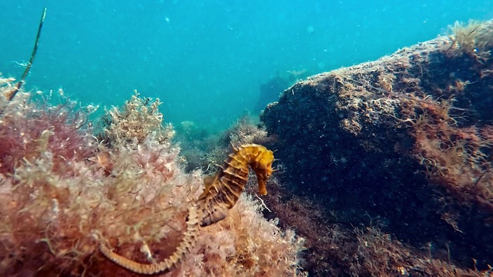 Unterwasseraufnahme von einem Seepferdchen zwischen Felsen und Wasserpflanzen