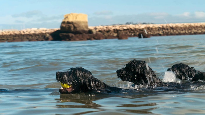 Drei schwarze Hunde schwimmen im Meerwasser