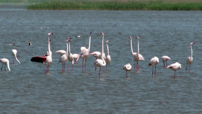 Eine Gruppe rosafarbene Flamingos steht in flachem Gewässer