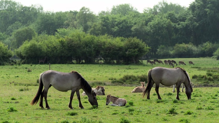 Wildpferde mit Fohlen auf einer Weide