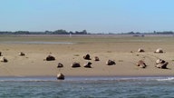  Robben beim Sonnenbaden auf einer Sandbank