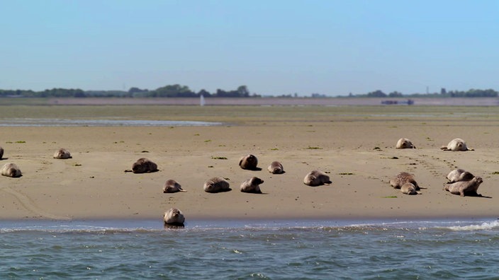  Robben beim Sonnenbaden auf einer Sandbank