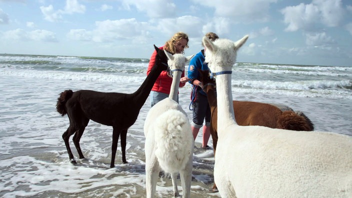 Tamina und Mara Houmes-Vlaander am Strand mit mehreren Alpacas