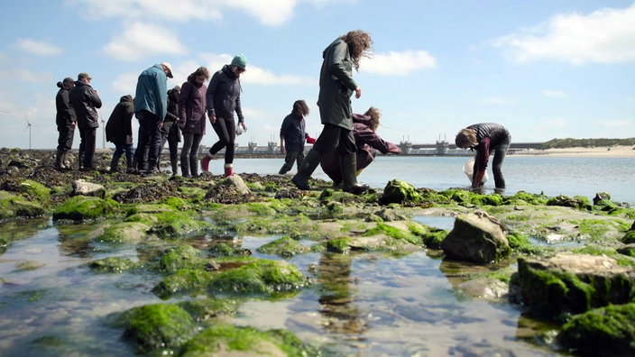Mehrere Personen am Strand schauen sich Algen an