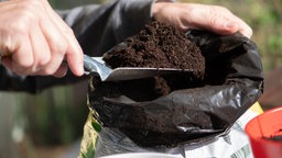 Ein Mann füllt am 01.05.2019 in Berlin Blumenerde in einen Blumentopf, um Pflanzen einzutopfen.