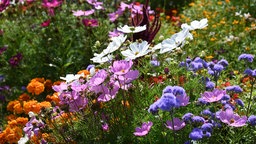 Ein Blumenbeet mit den bunt blühenden Blüten der Cosmea.