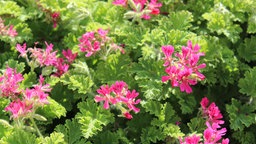 Nahaufnahme von Blüten der Duftgeranie.
