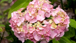 Die Hortensie ist eine alte japanische Gartenpflanze und seit dem 19. Jahrhundert auch bei uns in Kultur.